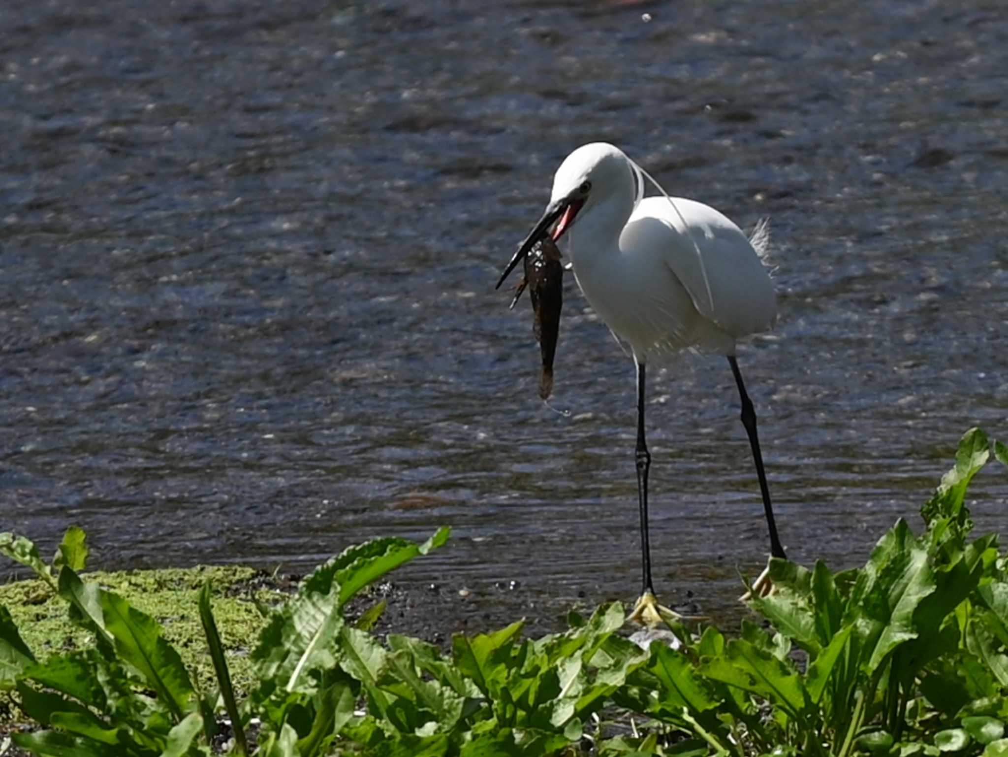 Little Egret