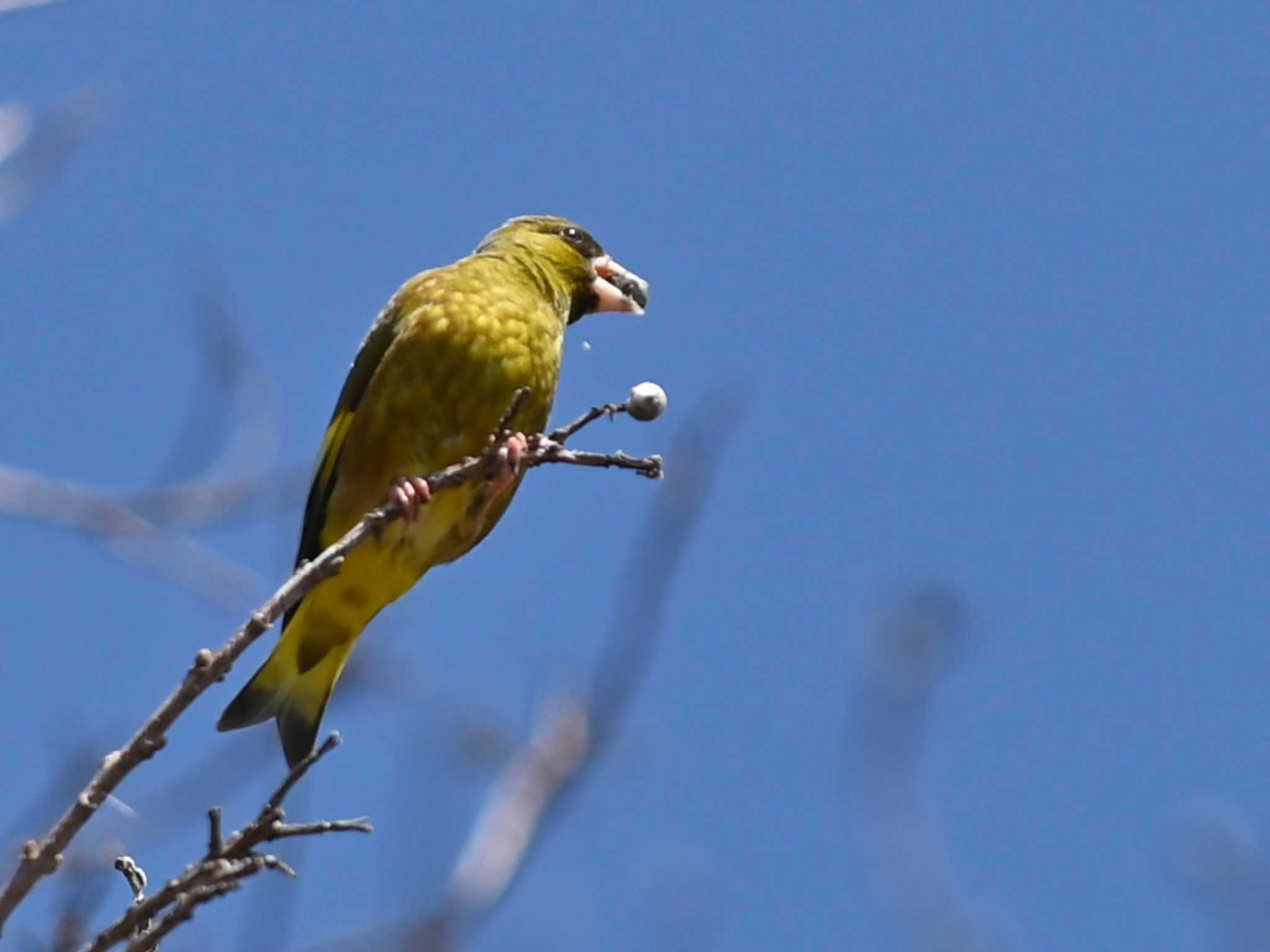 Grey-capped Greenfinch