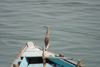 インドアカガシラサギ Varanasi 2024年3月23日(土)