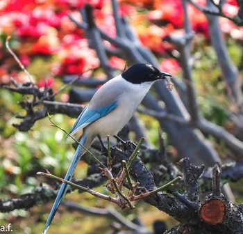 Azure-winged Magpie 町田市 Mon, 4/8/2024