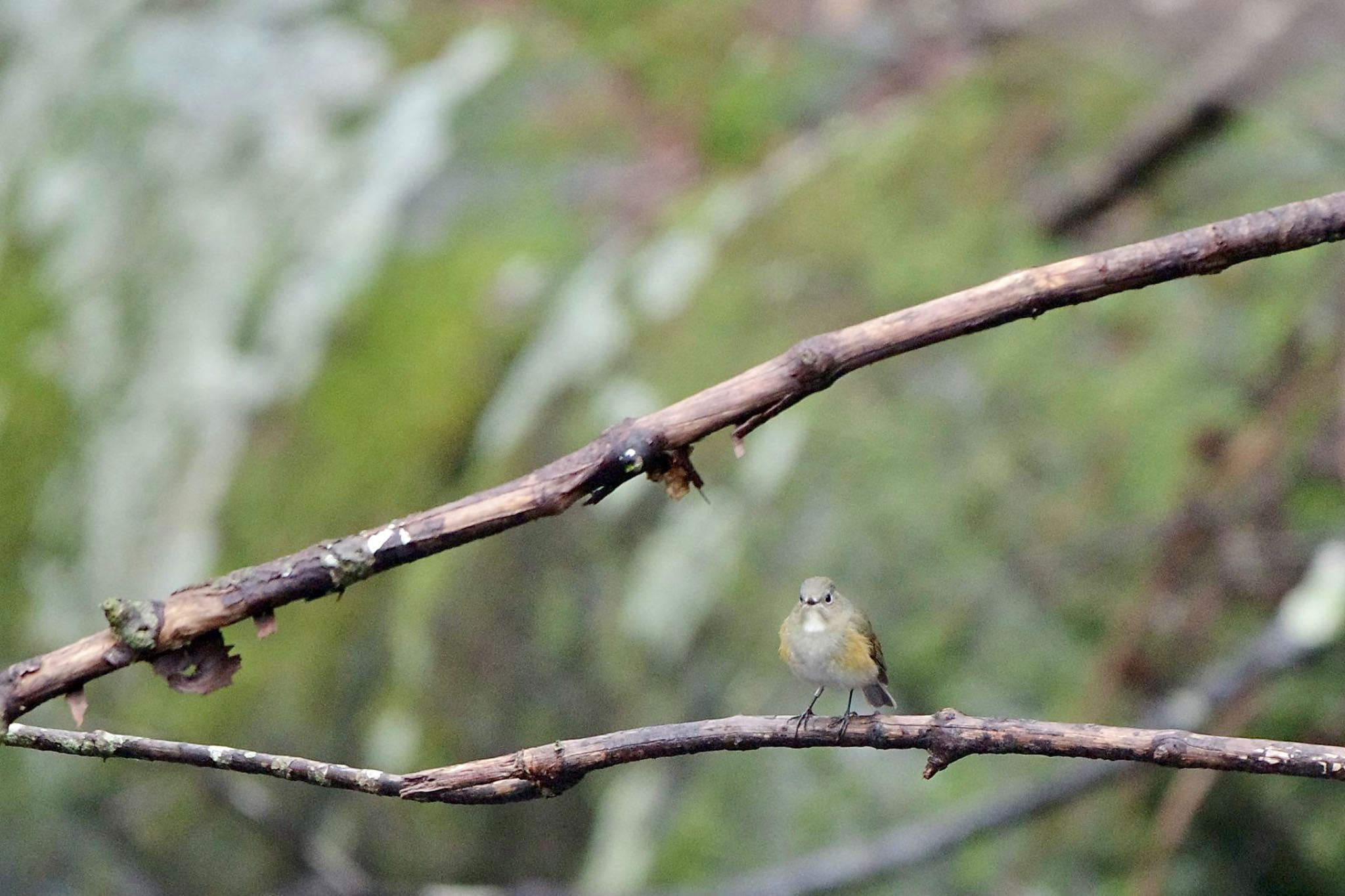 Red-flanked Bluetail