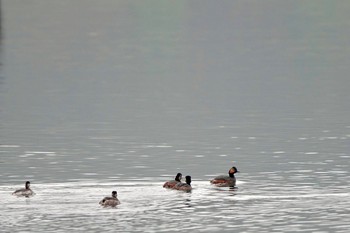 Black-necked Grebe Lake Kawaguchiko Sat, 4/6/2024