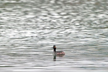 Black-necked Grebe Lake Kawaguchiko Sat, 4/6/2024