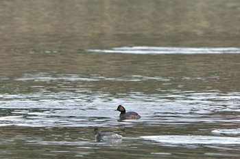 Black-necked Grebe Lake Kawaguchiko Sat, 4/6/2024