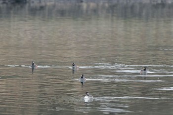 Black-necked Grebe Lake Kawaguchiko Sat, 4/6/2024