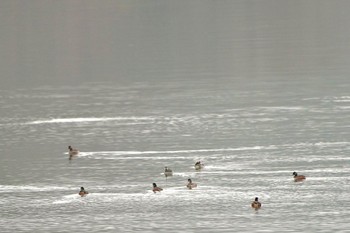 ハジロカイツブリ 河口湖 2024年4月6日(土)