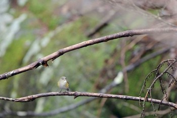 Red-flanked Bluetail 吉田口・馬返(富士山) Sat, 4/6/2024