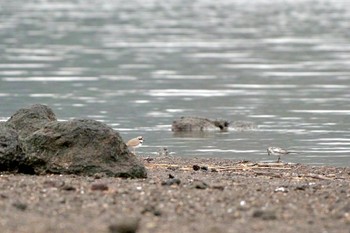 2024年4月6日(土) 河口湖の野鳥観察記録