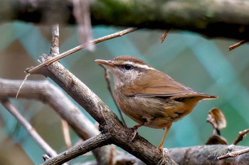 2024年4月7日(日) 水元公園の野鳥観察記録