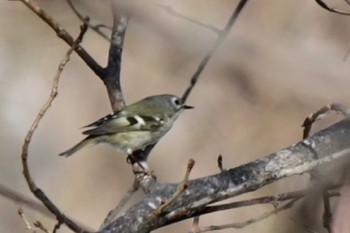 Goldcrest Nishioka Park Sun, 4/7/2024