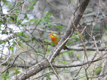 Red-billed Leiothrix 県営春日山公園(滋賀県) Mon, 4/8/2024