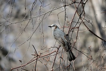 Brown-eared Bulbul Nishioka Park Sun, 4/7/2024