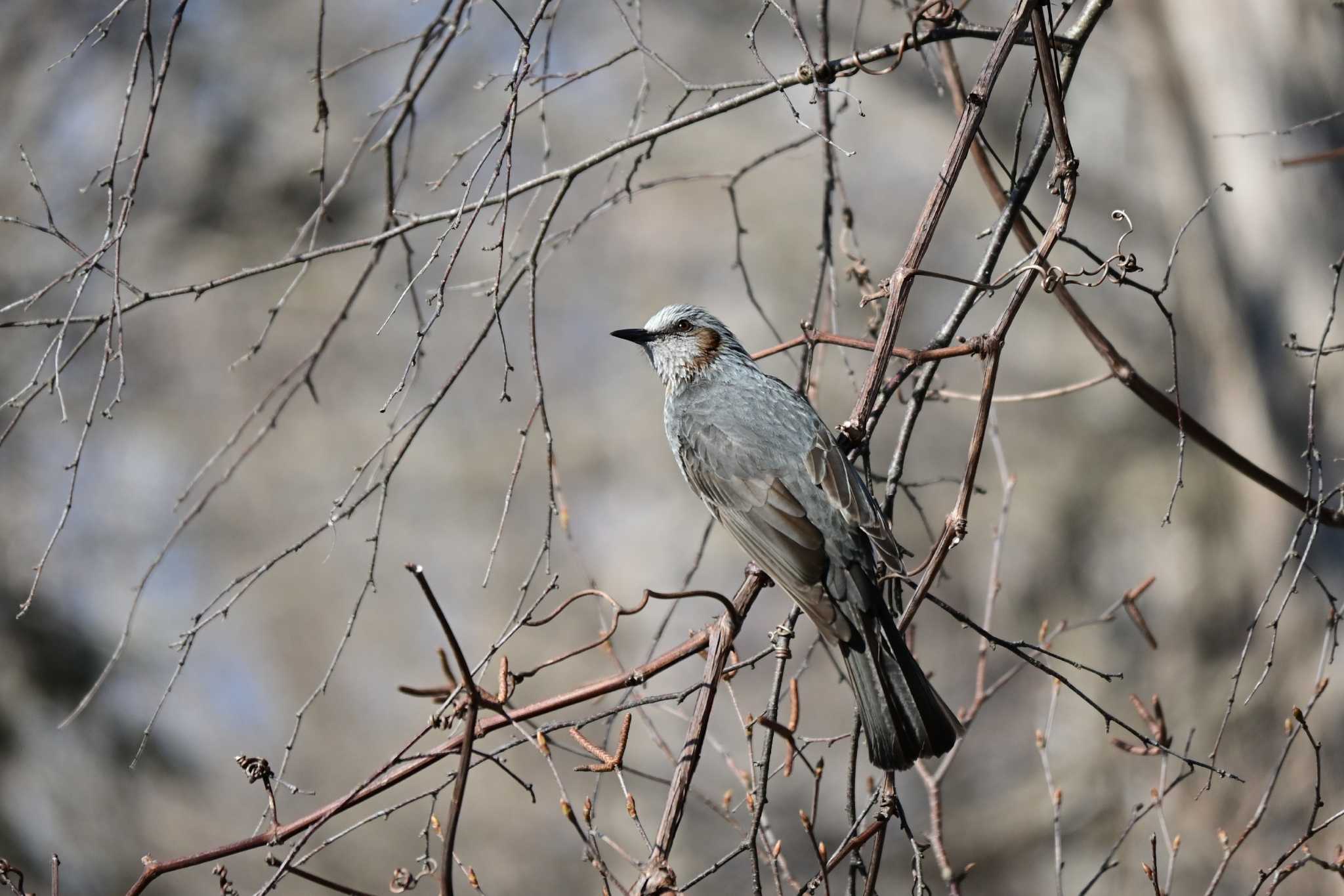 Photo of Brown-eared Bulbul at Nishioka Park by 青カエル🐸