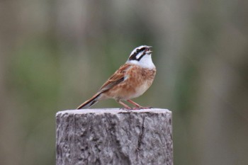 Meadow Bunting 梅田川遊水池(横浜市緑区三保町) Mon, 4/8/2024