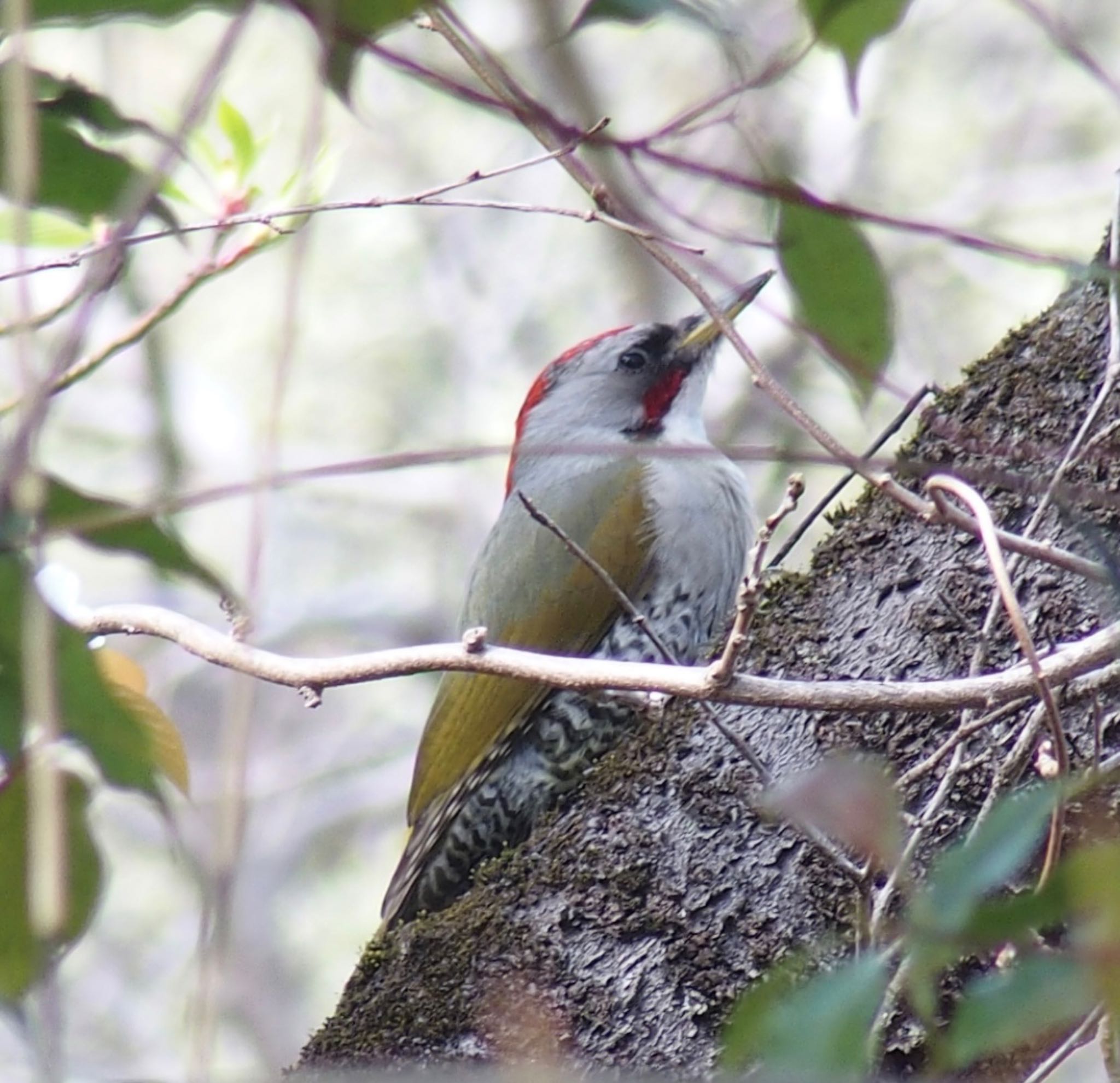 Photo of Japanese Green Woodpecker at 大谷戸公園 by うきぴ