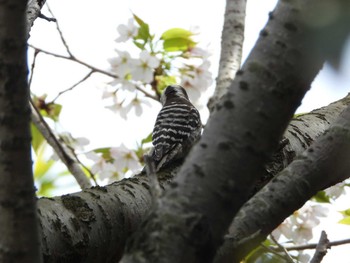 コゲラ 葛西臨海公園 2024年4月7日(日)