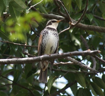 Dusky Thrush 大谷戸公園 Sun, 4/7/2024