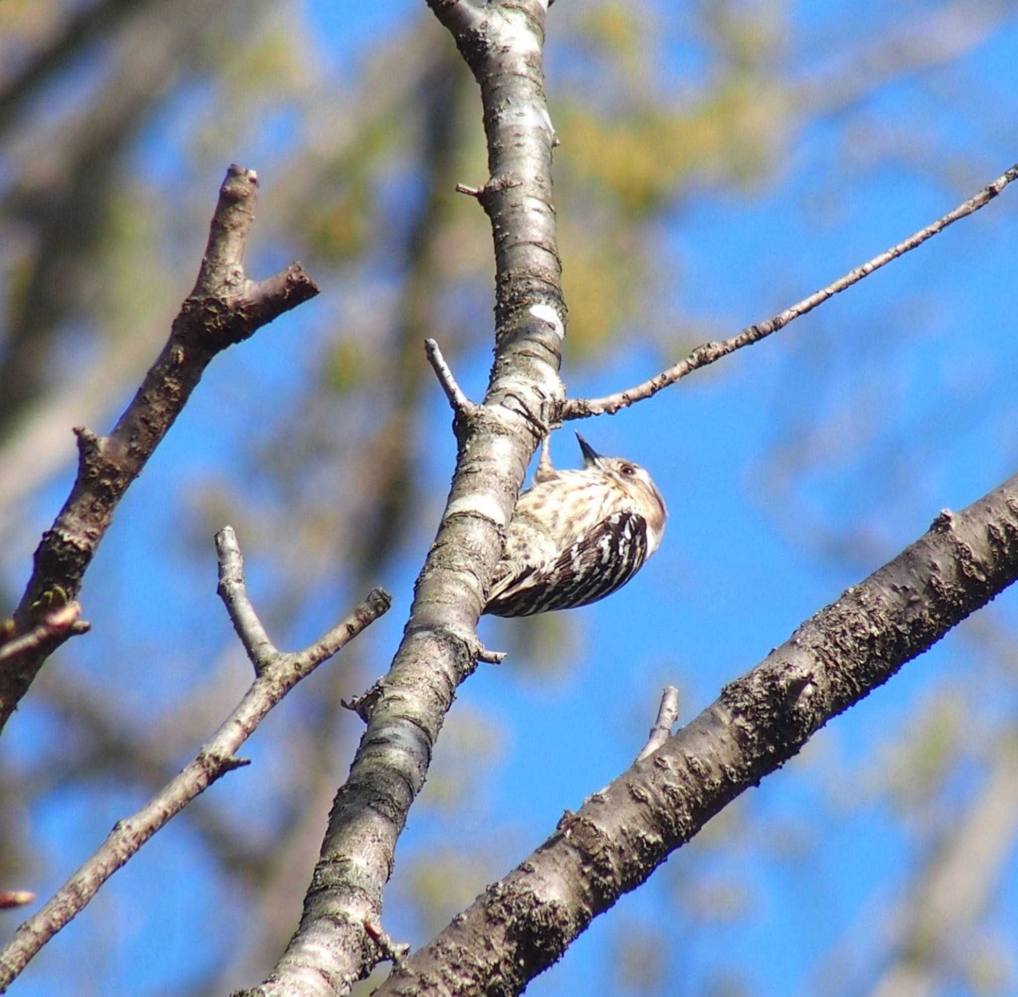 Photo of Japanese Pygmy Woodpecker at 東京都立桜ヶ丘公園(聖蹟桜ヶ丘) by うきぴ