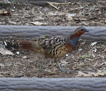 Chinese Bamboo Partridge 東京都立桜ヶ丘公園(聖蹟桜ヶ丘) Sun, 4/7/2024