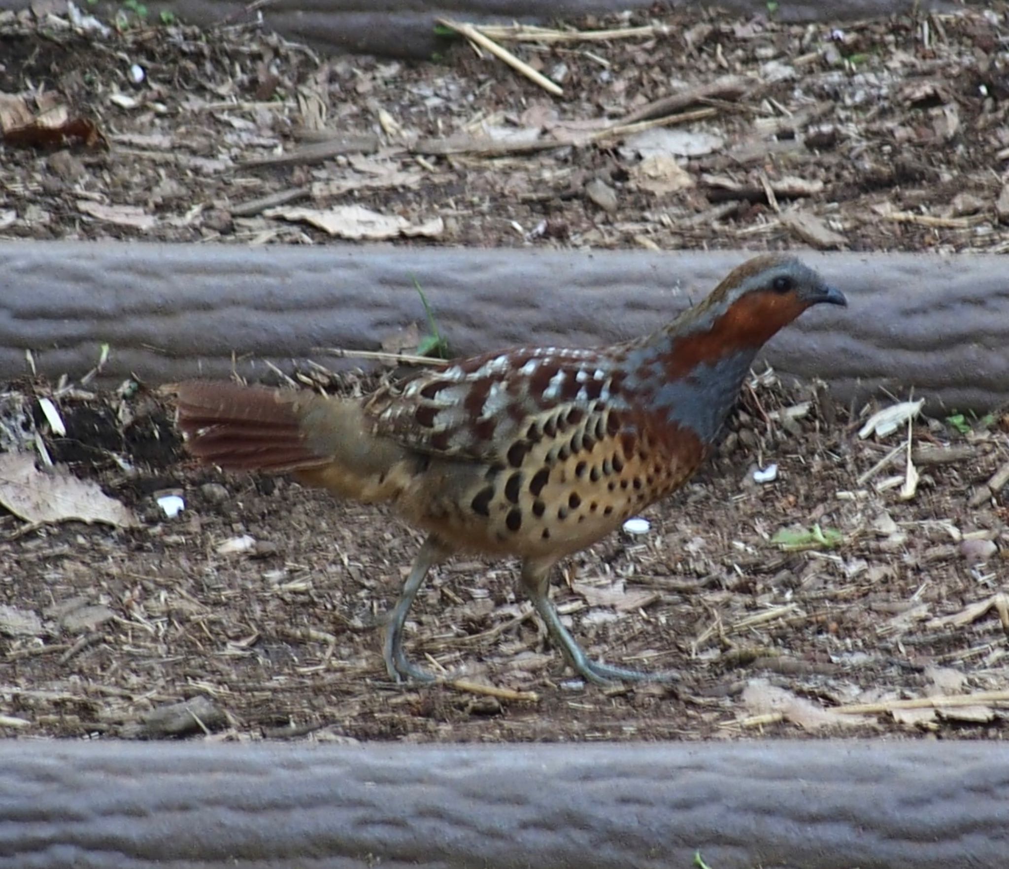 Photo of Chinese Bamboo Partridge at 東京都立桜ヶ丘公園(聖蹟桜ヶ丘) by うきぴ