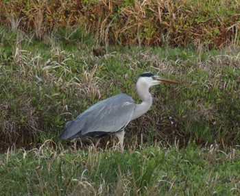 Grey Heron 東京都立桜ヶ丘公園(聖蹟桜ヶ丘) Sun, 4/7/2024