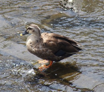 Eastern Spot-billed Duck 大栗川 Sun, 4/7/2024