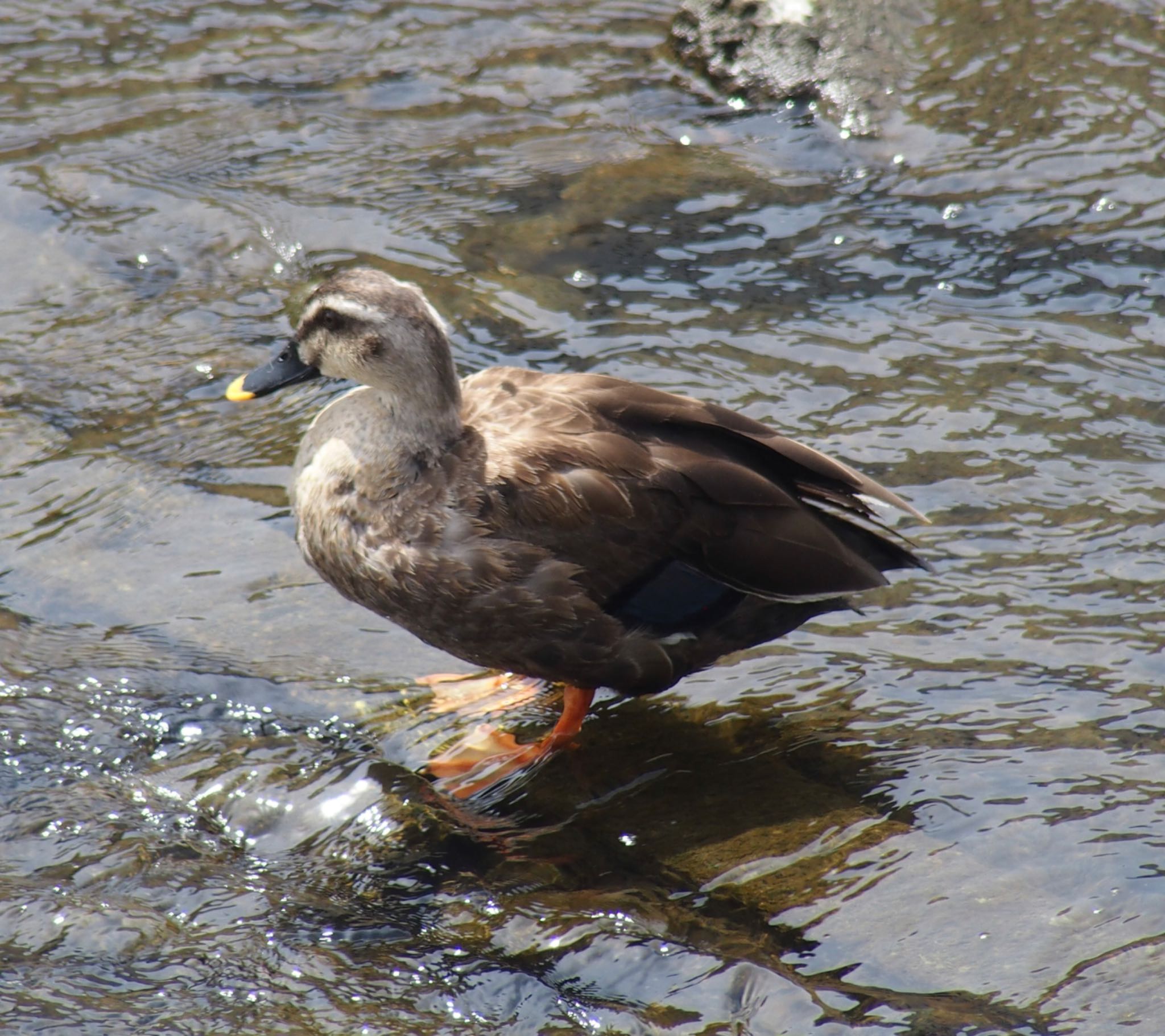 Photo of Eastern Spot-billed Duck at 大栗川 by うきぴ