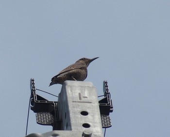 Blue Rock Thrush 大栗川 Sun, 4/7/2024