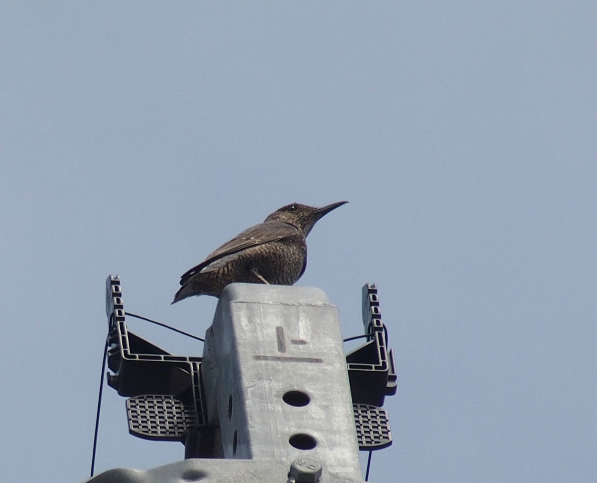 Photo of Blue Rock Thrush at 大栗川 by うきぴ