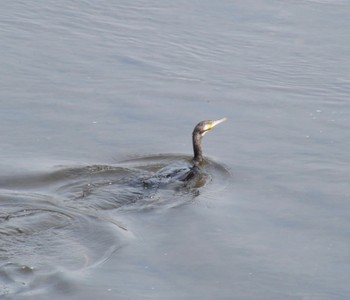 Great Cormorant 大栗川 Sun, 4/7/2024