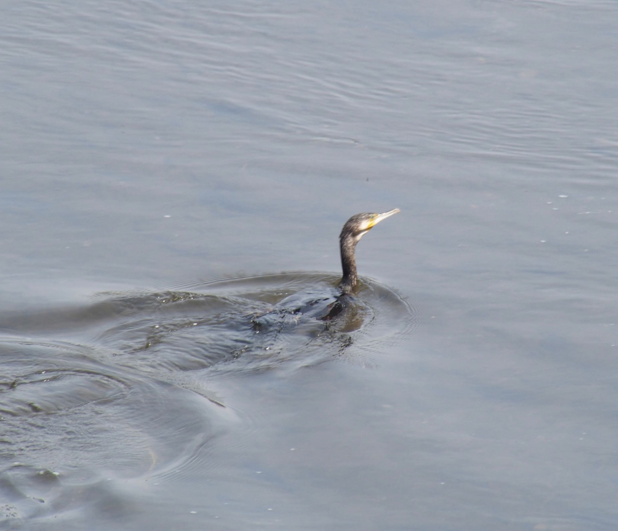 Photo of Great Cormorant at 大栗川 by うきぴ