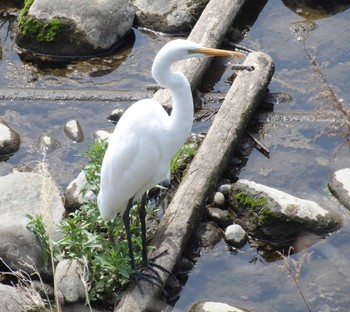 Great Egret 大栗川 Sun, 4/7/2024