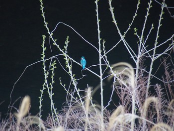 2024年4月7日(日) 大栗川の野鳥観察記録