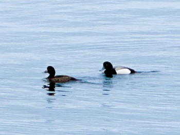 スズガモ ふなばし三番瀬海浜公園 2024年4月6日(土)