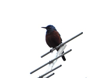 Blue Rock Thrush 大阪府枚方市 Mon, 4/8/2024