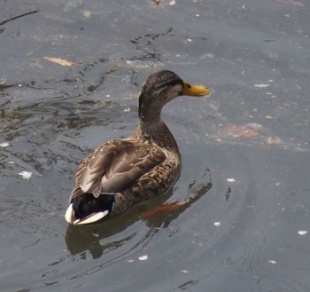 Mallard 大栗川 Sun, 4/7/2024