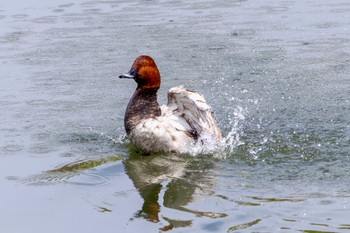 Common Pochard 柳瀬川 Sun, 4/7/2024