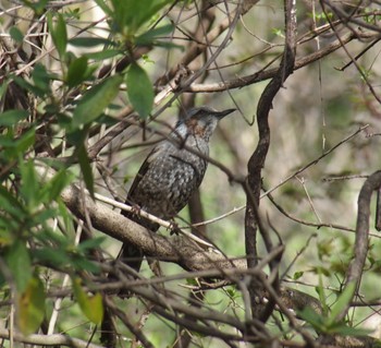 Brown-eared Bulbul 大谷戸公園 Sun, 4/7/2024