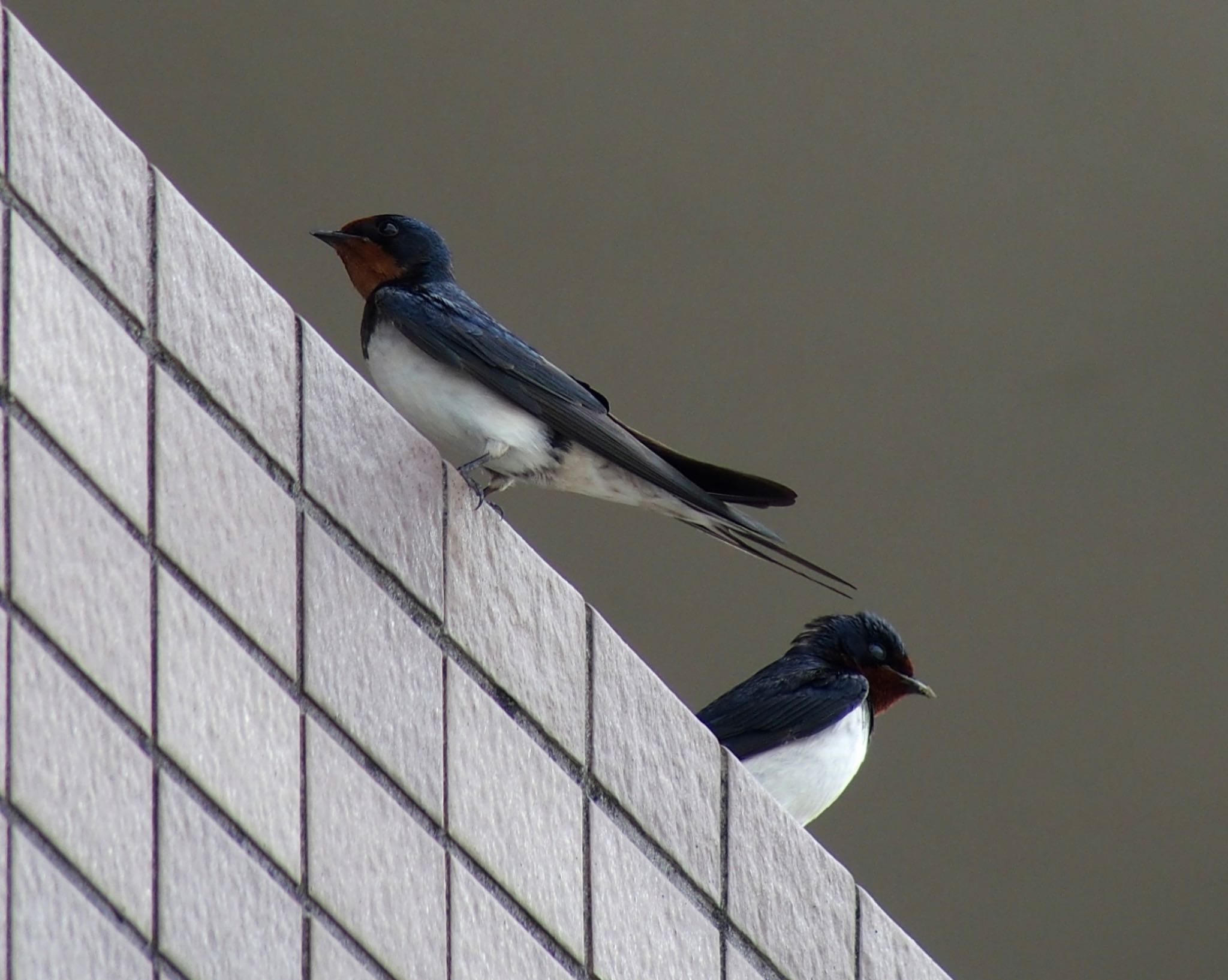 Photo of Barn Swallow at 大栗川 by うきぴ