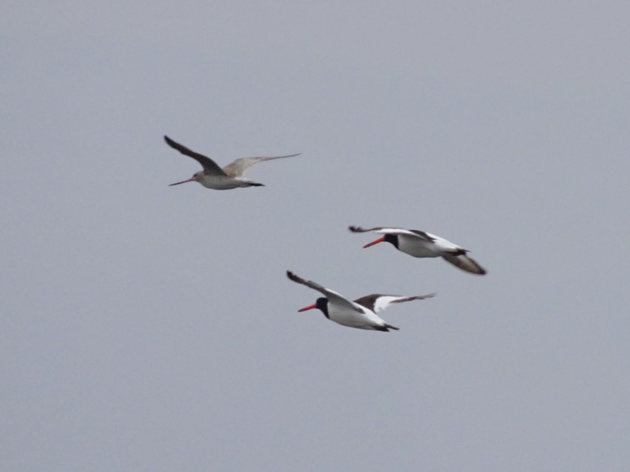 Eurasian Oystercatcher