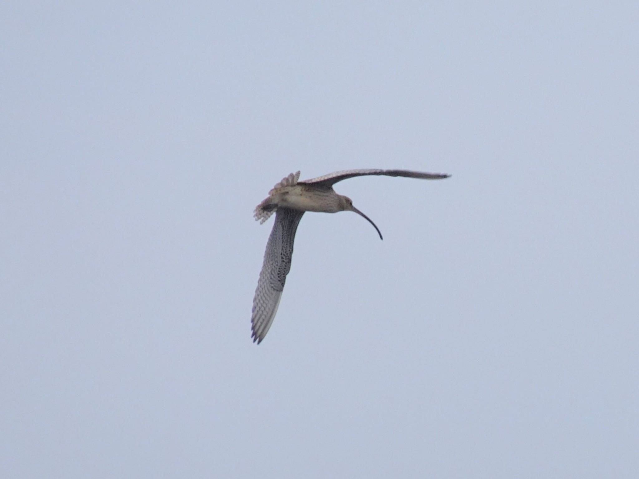 Far Eastern Curlew