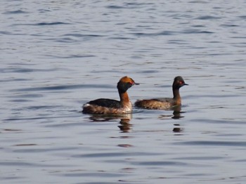 Horned Grebe Kasai Rinkai Park Sun, 4/7/2024