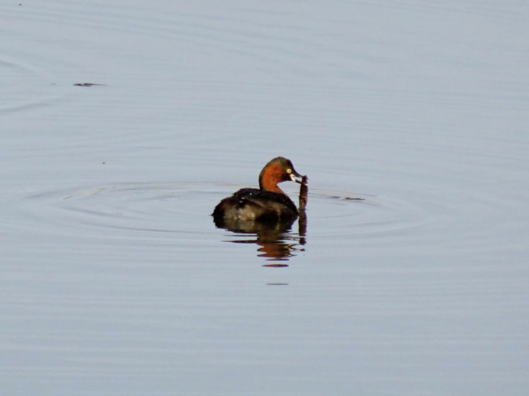 Little Grebe