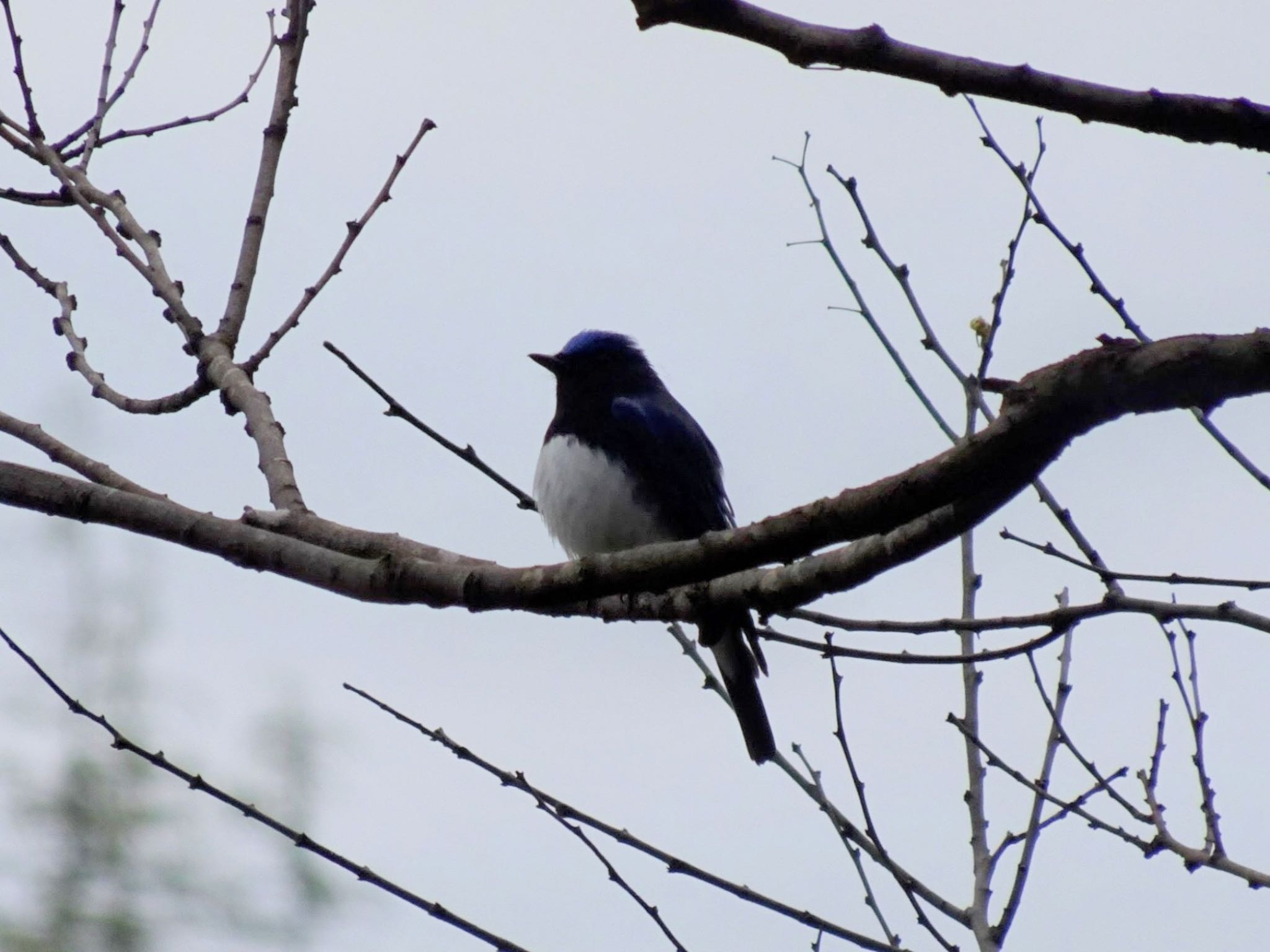 Photo of Blue-and-white Flycatcher at Kasai Rinkai Park by ts04