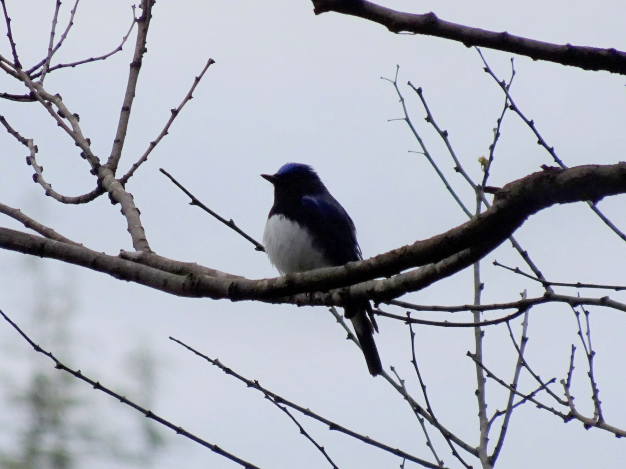 Blue-and-white Flycatcher