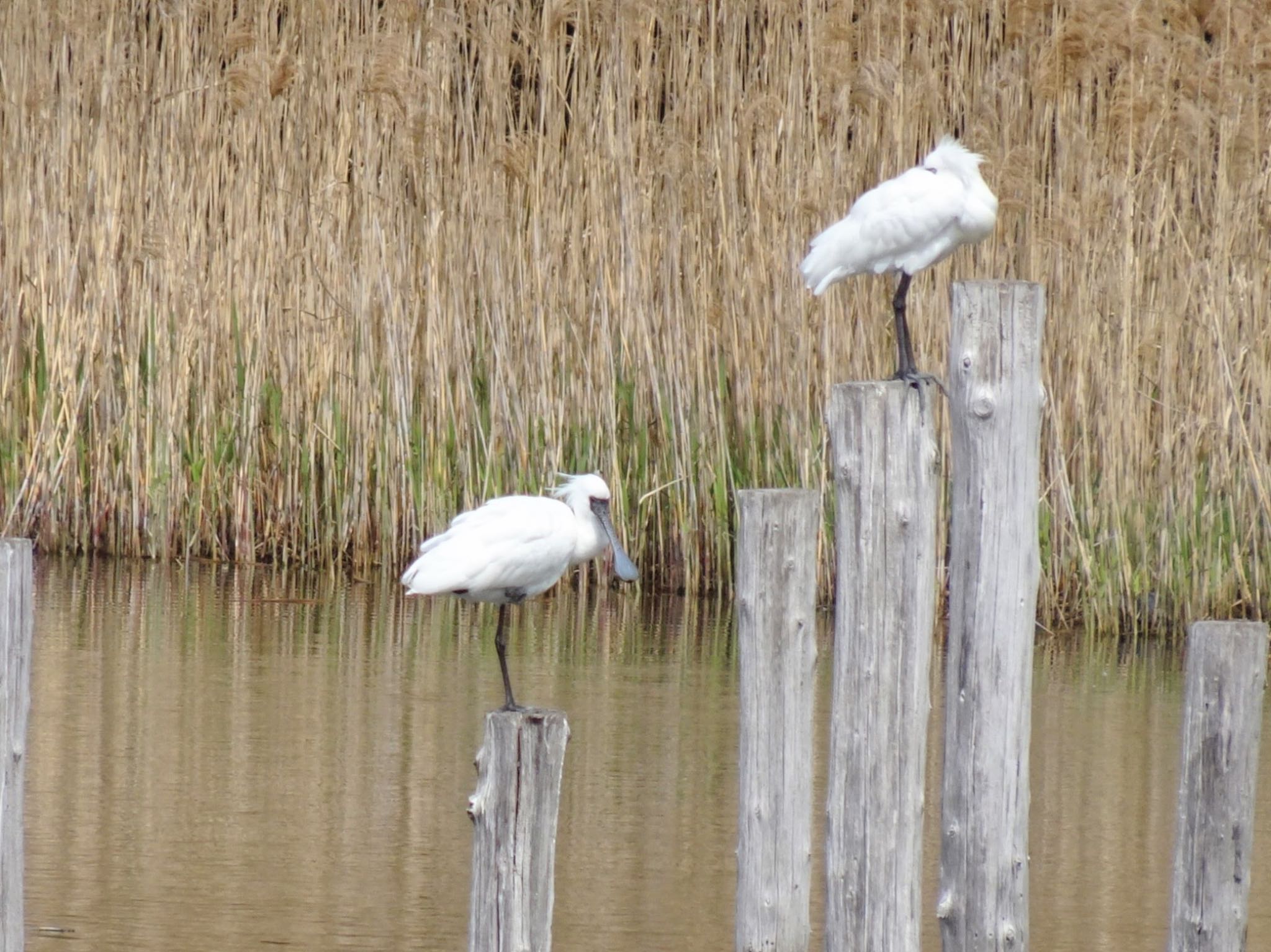 Black-faced Spoonbill