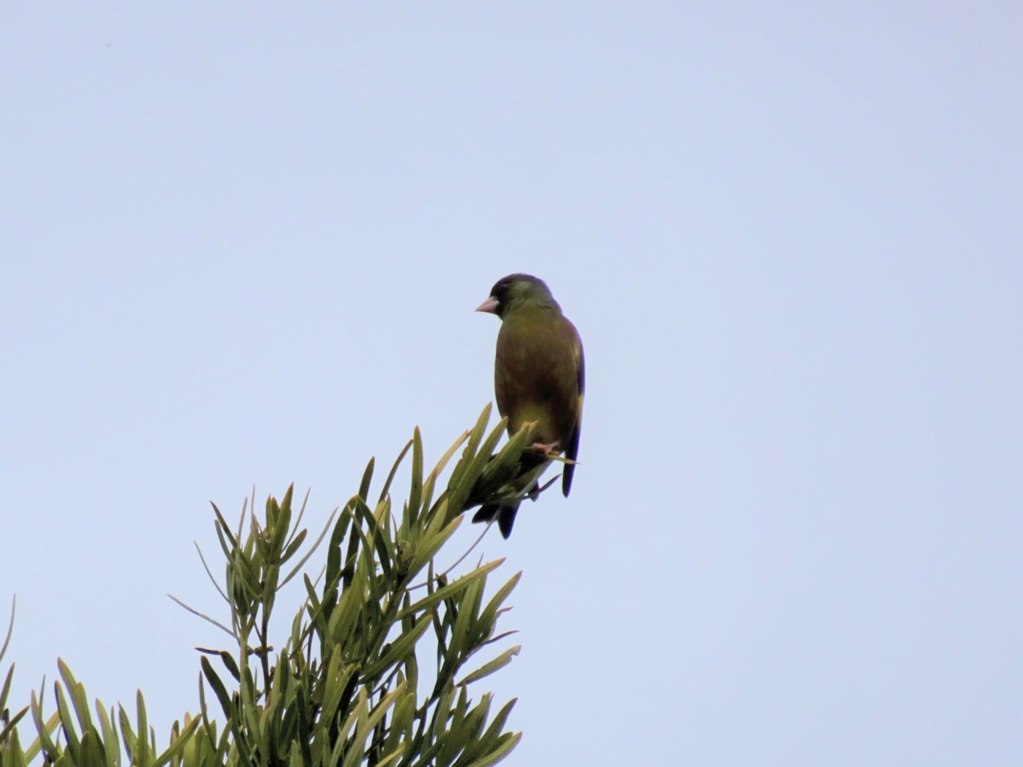 Grey-capped Greenfinch