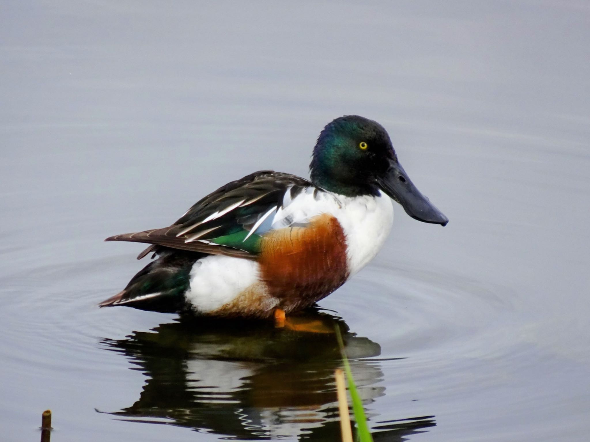 Photo of Northern Shoveler at Kasai Rinkai Park by ts04