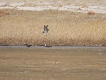 Osprey 蒲生干潟(仙台市) Thu, 4/4/2024