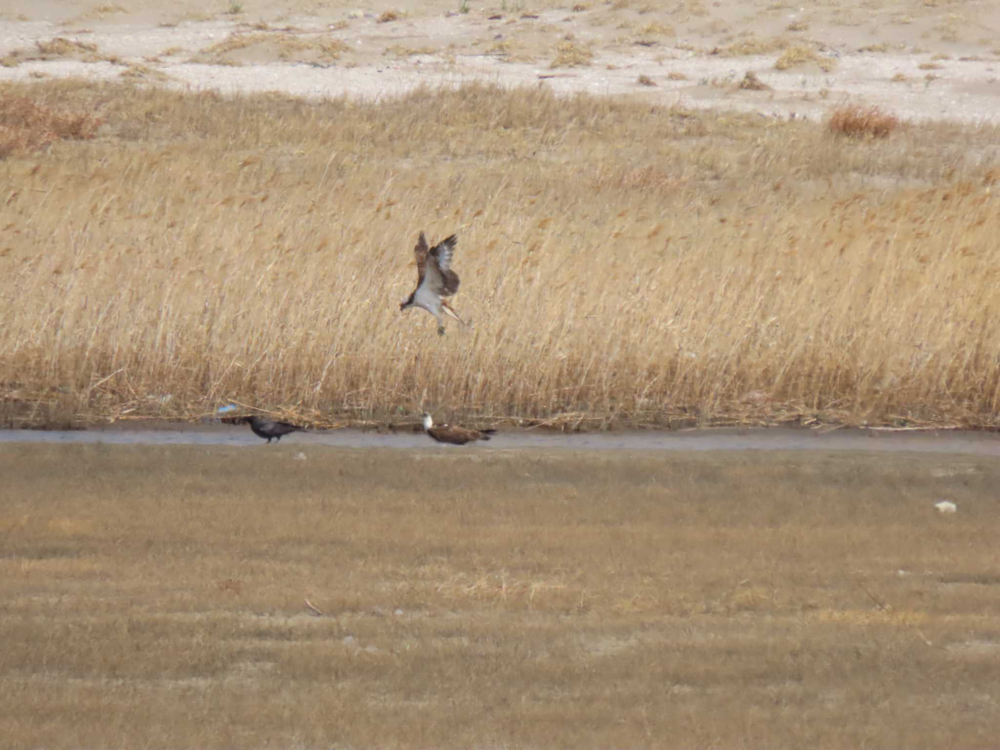 Osprey